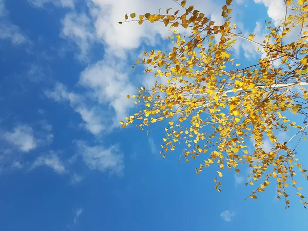 Ljusgult lövverk mot en klarblå himmel med moln. De eldiga färgerna i en bleknande natur i de ljusa solstrålarna. Ändrade årstider och skörd. Högtidligt humör. Höstträd i parken — Stockfoto