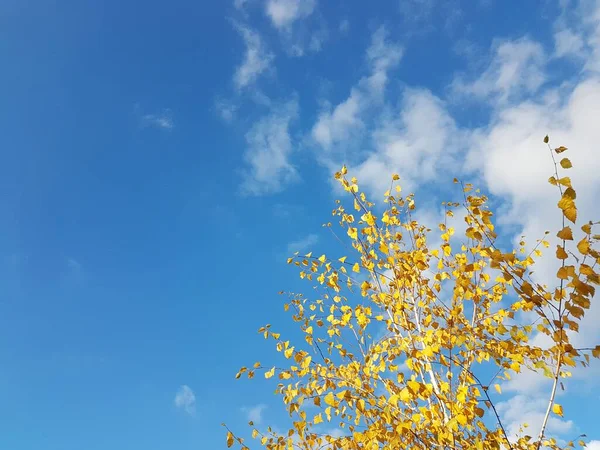 밝은 노란색 잎들이 맑고 푸른 하늘과 구름으로 뒤덮여 있다. 밝은 태양 광선 속에서 사라져 가는 자연의 불같은 색깔들. 계절과 수확기의 변화. 기분 전환을 해. 공원의 낙엽 나무들 — 스톡 사진