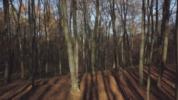 Осінній листяний ліс з голими стовбурами і гілками дерев. Природа помірного клімату Європи. Падіння листя буку і рогатої буряка. Полювання на землі і дике життя. Екологія — стокове відео