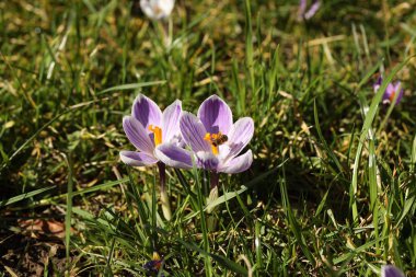 Yeşil çimenlerin üzerinde çiçek açan timsahlar. Doğanın güneş ışığında ilkbahar uyanışı. Meyve bitkilerinin tozlaşması. Neşeli bir ruh hali. Şehir peyzajının yeşil alanları. Safran toplamak