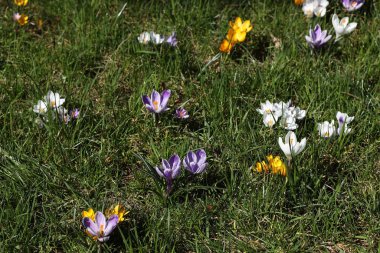 Yeşil çimenlerin üzerinde çiçek açan timsahlar. Doğanın güneş ışığında ilkbahar uyanışı. Meyve bitkilerinin tozlaşması. Neşeli bir ruh hali. Şehir peyzajının yeşil alanları. Safran toplamak