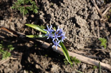 Olgunlaşmış çimenlerin arka planında çiçek açan mavi sümbül. Doğanın güneş ışığında ilkbahar uyanışı. Karbondioksit salınımlı ekolojik felaket ve atmosfer kirliliği. Sera etkisi
