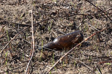 Fırınlanmış çimlerin üzerinde yanmış boş bir bardak var. Ekolojik felaket. Bahar esmer yeşil örtüsü. Yangın tehlikesi. Yaşamın ve kirliliğin yok edilmesi. Medeniyet sorunları