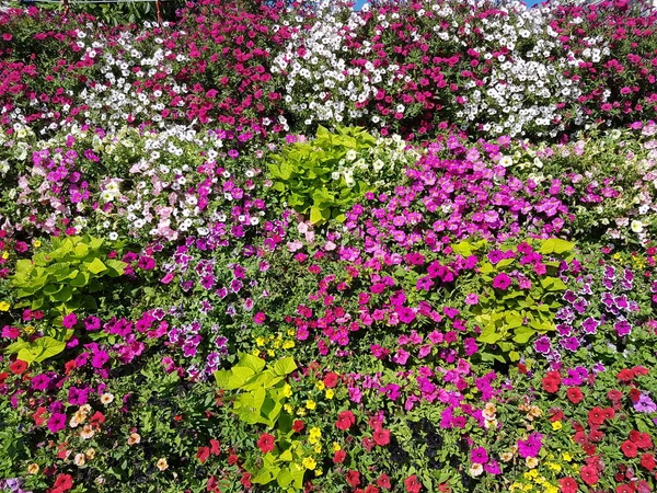 Körbe mit hängenden Petunienblüten auf dem Balkon. Petunienblüte in Zierpflanze. Veilchen Balkonblumen in Töpfen. Hintergrund aus blühenden natürlichen Pflanzen. Vielfarbige Blütenblätter und Blütenstände — Stockfoto