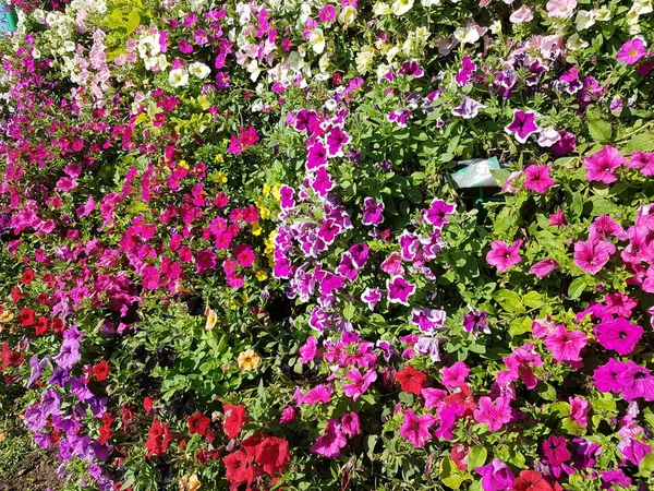 Baskets of hanging petunia flowers on balcony. Petunia flower in ornamental plant. Violet balcony flowers in pots. Background from flowering natural plants. Multi-colored petals and inflorescences — Stock Photo, Image