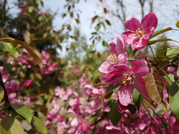 Цветущая розовая барбарис. Весеннее пробуждение природы в солнечном свете. Опыление плодовых растений. Радостное настроение. Зеленые пространства городского ландшафтного дизайна. Пчелы собирают мед и нектар — стоковое фото