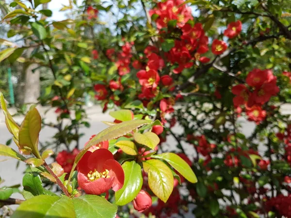 Ανθισμένο άγριο τριαντάφυλλο με κόκκινο χρώμα. Η ανοιξιάτικη αφύπνιση της φύσης στο φως. Επικονίαση οπωροφόρων φυτών. Χαρούμενη διάθεση. Πράσινοι χώροι πολεοδομικού σχεδιασμού τοπίου. Μέλισσες που συλλέγουν μέλι και νέκταρ — Φωτογραφία Αρχείου