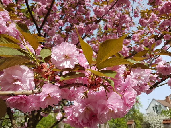 Kwiat japońskiego wiśniowego różu. Wiosenne przebudzenie natury w świetle słonecznym. zapylanie roślin owocowych. Radosny nastrój. Zielone przestrzenie miejskiego projektowania krajobrazu. Pszczoły zbierające miód i nektar — Zdjęcie stockowe