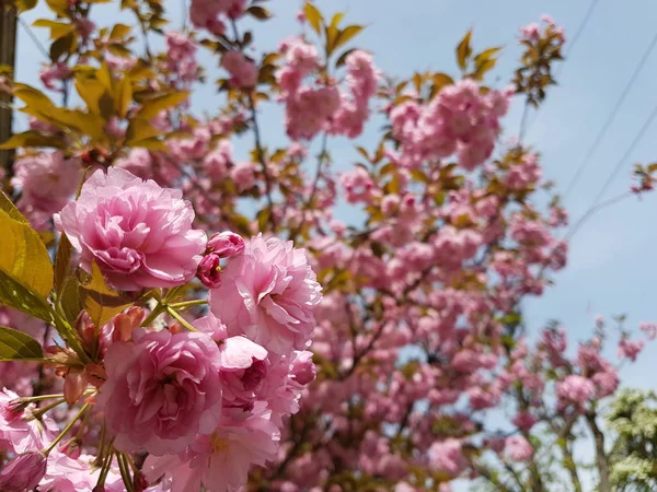 Kwiat japońskiego wiśniowego różu. Wiosenne przebudzenie natury w świetle słonecznym. zapylanie roślin owocowych. Radosny nastrój. Zielone przestrzenie miejskiego projektowania krajobrazu. Pszczoły zbierające miód i nektar — Zdjęcie stockowe