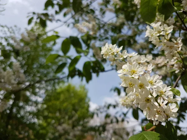 Białe kwiaty wiśni. Wiosenne przebudzenie natury w świetle słonecznym. zapylanie roślin owocowych. Radosny nastrój. Zielone przestrzenie miejskiego projektowania krajobrazu. Pszczoły zbierające miód i nektar — Zdjęcie stockowe