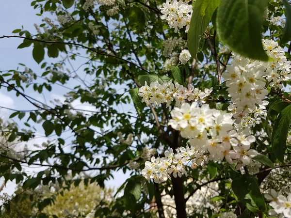 Białe kwiaty wiśni. Wiosenne przebudzenie natury w świetle słonecznym. zapylanie roślin owocowych. Radosny nastrój. Zielone przestrzenie miejskiego projektowania krajobrazu. Pszczoły zbierające miód i nektar — Zdjęcie stockowe