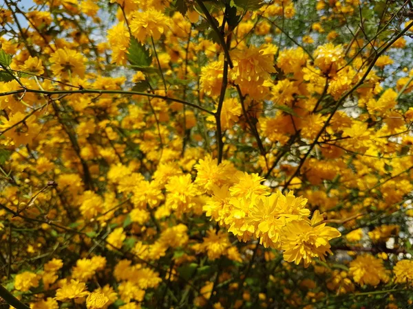 Gelb blühend. Frühlingserwachen der Natur im Sonnenlicht. Bestäubung von Obstpflanzen. Frohsinn. Grünflächen urbaner Landschaftsplanung. Bienen sammeln Honig und Nektar — Stockfoto