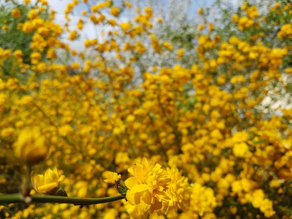 Blooming yellow. Spring awakening of nature in the sunlight. Pollination of fruit plants. Joyful mood. Green spaces of urban landscape design. Bees collecting honey and nectar — Stock Photo, Image
