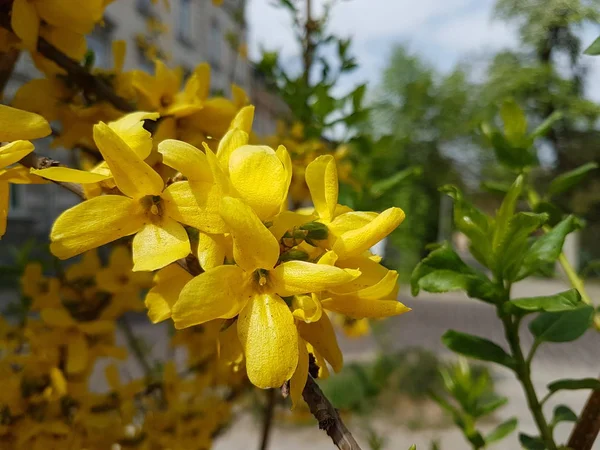 Blooming yellow. Spring awakening of nature in the sunlight. Pollination of fruit plants. Joyful mood. Green spaces of urban landscape design. Bees collecting honey and nectar — 图库照片