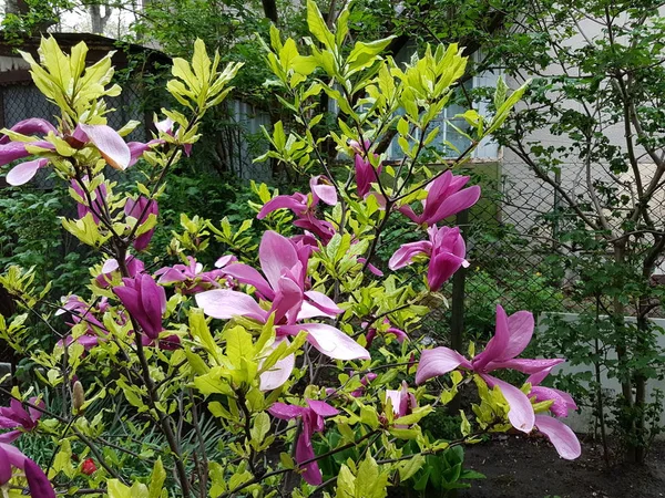 Kwitnący magnolia biało-czerwony kwiat z zielonymi gałęziami przeciwko błękitnemu niebu w słoneczny dzień. Rośliny tropikalne tworzą wspaniały nastrój. Ogrody i sady botaniczne. Kartka z życzeniami. Bukiet naturalny — Zdjęcie stockowe