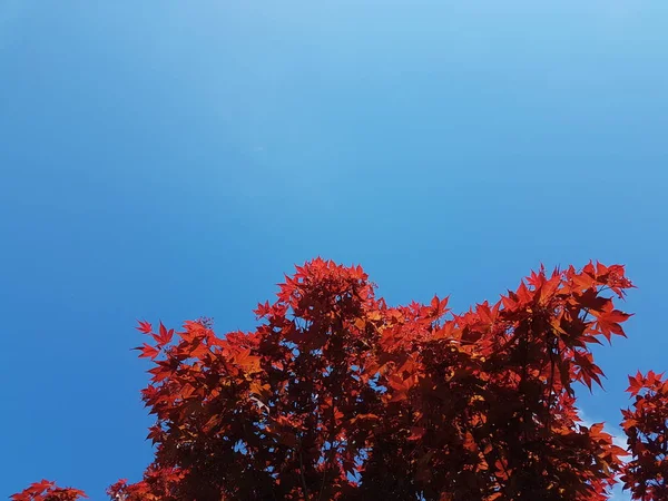 Árvore com folhas de bordo vermelhas em um fundo de céu azul. Símbolos nacionais do Canadá. Humor solene no Outono. Cenário e design de cartão de saudação com copyspace e fundo. Mudança de estações — Fotografia de Stock