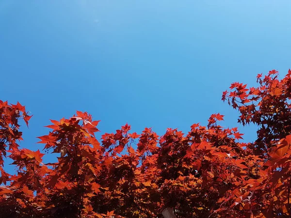 Baum mit roten Ahornblättern vor blauem Himmel. Nationalsymbole Kanadas. Herbstliche Feierstimmung. Szenerie und Gestaltung von Grußkarten mit Copyspace und Hintergrund. Wechsel der Jahreszeiten — Stockfoto