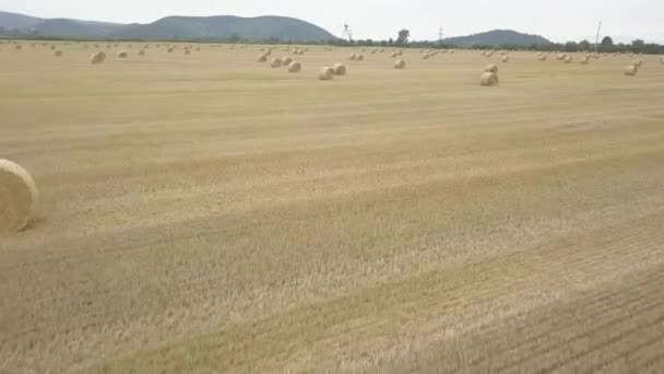 Kuru Çim Saman Sığır Yemi Hazırlanması Sırasında Yoğun Yığınları Bükülmüş — Stok video