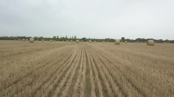 Foin d'herbe sec, tordu en tas denses au moment de la préparation des aliments du bétail, gros plan sur un champ agricole contre un ciel bleu. Collecte de céréales. Stocks à la ferme. Litière animale 