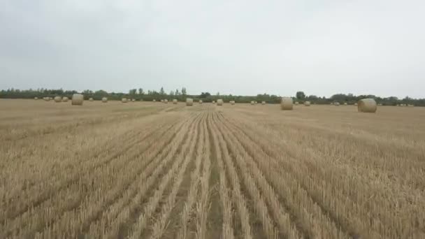 Droog Gras Hooi Gedraaid Dichte Stapels Het Moment Van Voorbereiding — Stockvideo