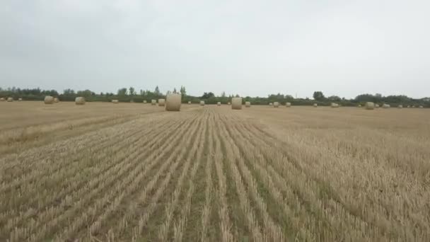 Foin d'herbe sec, tordu en tas denses au moment de la préparation des aliments du bétail, gros plan sur un champ agricole contre un ciel bleu. Collecte de céréales. Stocks à la ferme. Litière animale 