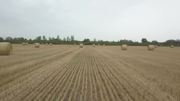 Torrt Gräs Vridna Täta Stackar Vid Tidpunkten För Beredning Djurfoder — Stockvideo