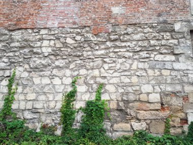 Tuğla ve duvar Ortaçağ duvarlar Lviv Mytnaya meydanında. Mimarlık Ukrayna'nın kanuni korumayı altında Anıtı. Kale ile yeşil sarmaşık kaplı. Tasarım için geri dokusal arka plan