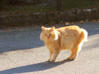 Büyük Kızıl saçlı kedi sürpriz ile olanlara benziyor. Dikkatli evde beslenen hayvan. Favori Evcil hayvan şehrin sokak yürüyün. Hayvanlar zorbalık üzerinden korumak. Koruma ve bakım için daha küçük kardeşler