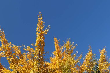 Sonbahar tebrik kartı, mavi arka plan ve sarı sonbahar dalları. Yazı için aynasızlar. Parlak mavi gökyüzü arka planında, canlı, sarı, altın ağaçlar...