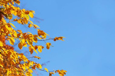 Sonbahar tebrik kartı, mavi arka plan ve sarı sonbahar dalları. Yazı için aynasızlar. Mavi gökyüzüne karşı bir ağacın dallarında sarı sonbahar yaprakları