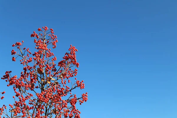 Zweige roter Eberesche oder Bergasche scharlachrot vor blauem Himmel in den Sonnenstrahlen. Winterfutter für Vögel. Herbstliche rote Beeren. Grußkarten-Design. Natürliche Vitamine — Stockfoto