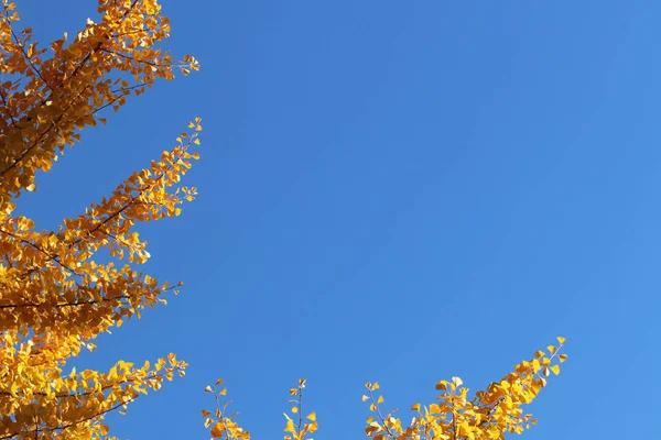 Cirruswolken am klaren blauen Himmel. Wettervorhersage. Wasser in gasförmigem Zustand in der Natur. Die Atmosphäre der Erde. Auswirkungen der Feuchtigkeit auf die landwirtschaftliche Produktion. Das Symbol der Freiheit — Stockfoto