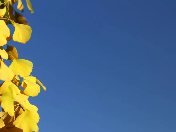 Cirrus wolken op een heldere blauwe lucht. Weersverwachting. Water in gasvormige toestand in de natuur. De atmosfeer van de aarde. Het effect van vochtigheid op de landbouwproductie. Het symbool van vrijheid — Stockfoto