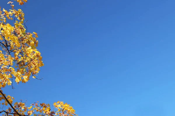 Cirrus wolken op een heldere blauwe lucht. Weersverwachting. Water in gasvormige toestand in de natuur. De atmosfeer van de aarde. Het effect van vochtigheid op de landbouwproductie. Het symbool van vrijheid — Stockfoto