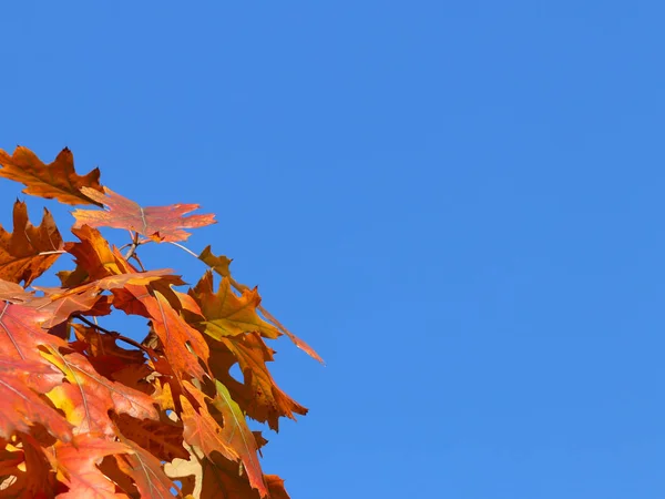 Herfst wenskaart met blauwe achtergrond en gele herfst takken. Kopieën van de inscriptie. Gele herfstbladeren op de takken van een boom tegen de blauwe lucht — Stockfoto