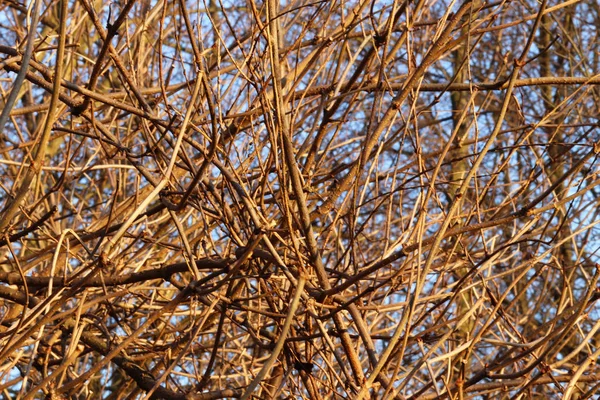 Fundo de ramos torcidos nus de um arbusto nos raios do sol da tarde. Fundo natural bonito de natureza de outono. Textura para decoração e design — Fotografia de Stock
