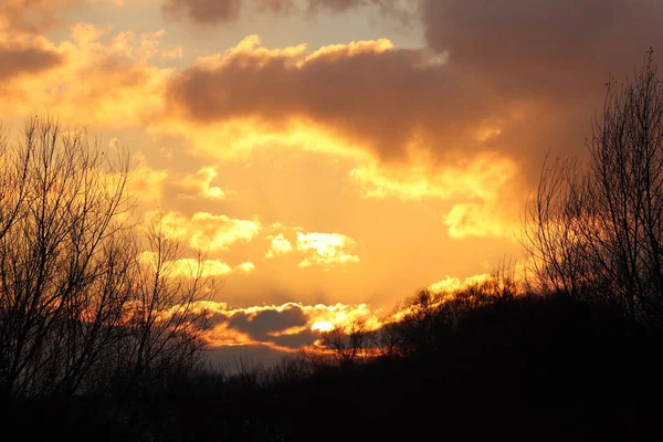 Silhueta escura de árvores e primos contra o fundo de um pôr-do-sol laranja. A natureza noturna se dobra para um clima romântico. Cores quentes. A região do clima temperado do continente europeu — Fotografia de Stock