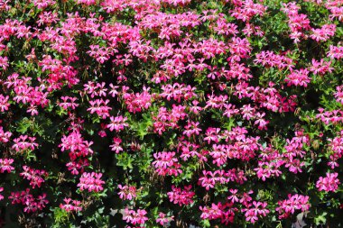 Balkona bir sepet petunya çiçeği asmak. Süs bitkisindeki petunya çiçeği. Tencere içinde mor balkon çiçekleri. Çiçek açan doğal bitkilerin arkaplanı. Çok renkli taç yaprakları ve cilt bakımı. Fl!