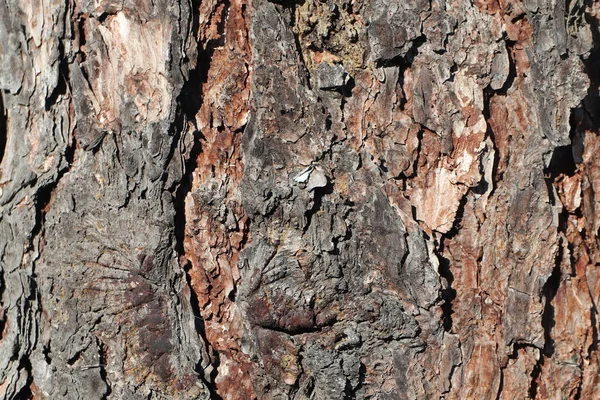 Texture pour le fond de l'écorce de pin dans des tons bruns. Arbre en bois pour la décoration et le design — Photo