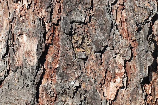 Texture per sfondo di corteccia di pino nei toni del marrone. Albero di legno per decorazione e design — Foto Stock