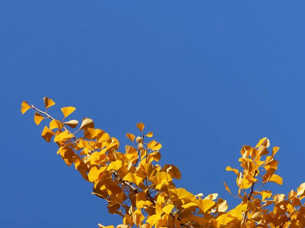 Gele Herfstbladeren op de takken van een boom van de Japanse gingo tegen de blauwe hemel. Copispeses voor het opschrift. Wenskaart met de natuur — Stockfoto