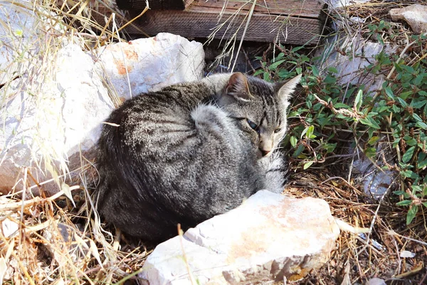 Gato em casa cinza dorme entre as pedras na grama seca. A descansar um animal de estimação. Família de felinos de estimação. Caçador de ratos. Siesta preguiça em tempo quente no resort. Predador em emboscada — Fotografia de Stock