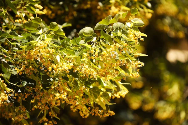 Blühende Honiglinden. Quelle des Materials für Parfümerie und Lebensmittelindustrie. Bauernhof und Imkerei. duftende Natur als Hintergrund für Design und Dekoration. Bienen sammeln Nektar und produzieren Honig — Stockfoto