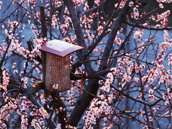 Vogelhuisje Een Bloeiende Abrikozenboom Sakura Bloeide Creëerde Een Voorjaarsvakantiestemming Bestuiving — Stockfoto