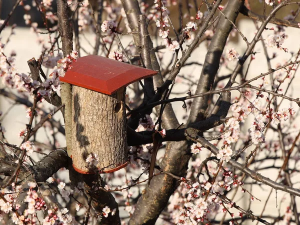 Vogelhuisje Een Bloeiende Abrikoos Een Huis Voor Vogels Die Het — Stockfoto