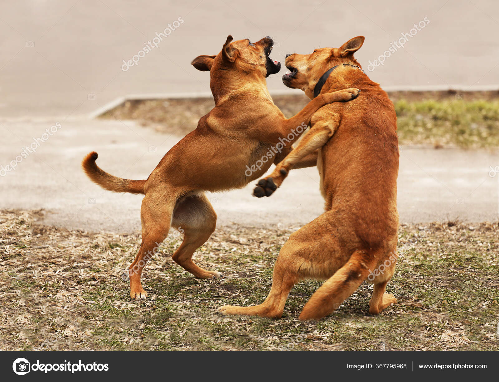 why-do-dogs-play-bite-each-other