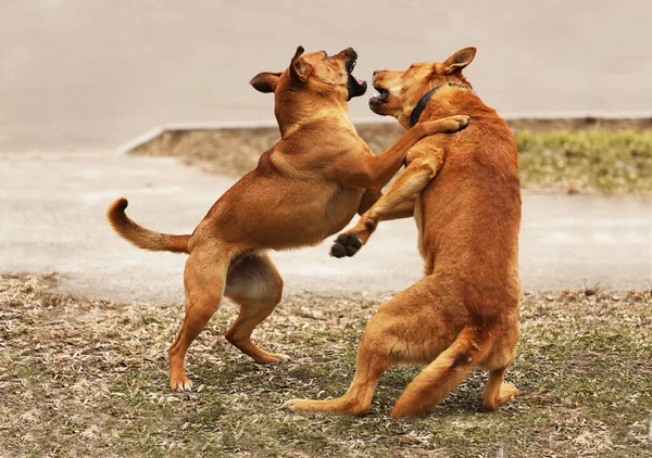 Δύο Κόκκινα Σκυλιά Παίζουν Ένα Φίλο Ένα Φίλο Μάχη Δύο Εικόνα Αρχείου