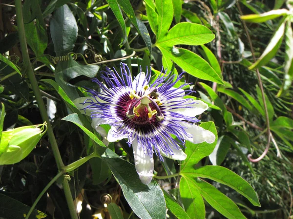 Passiflora blauwe subtropische bloem. Bloeiende ongewone plant. Milieubescherming — Stockfoto