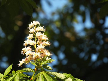 Çiçek açan at kestanesi çiçekleri. Şehirdeki bir grup park ağacında beyaz çiçekler açıyor. Bölme. Doğal tıp. Uyuşturucu üretimi. Varisli damarların doğal ilaçlarla tedavi edilmesi. Mavili.