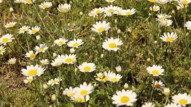 Biecz, Polonya - 392019: Avrupa ortaçağ şehrinin tarihi merkezinin manzaralı yeşil tepelerdeki panoraması. Mimari eserlere geziler: tapınaklar, merkez meydan, belediye binası